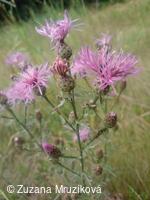 chrpa latnatá (porýnská)