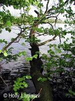 Naučná stezka KOTVICE