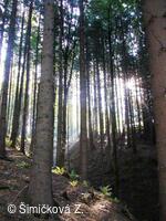 v lesích Luboměře