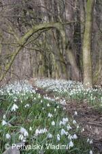 Poslové jara u Horního bartošovického rybníka